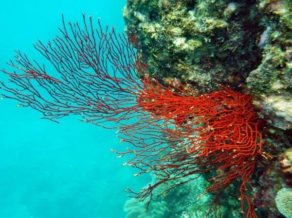 Korallen am Great Barrier Reef zeigen erste Anzeichen von Erholung