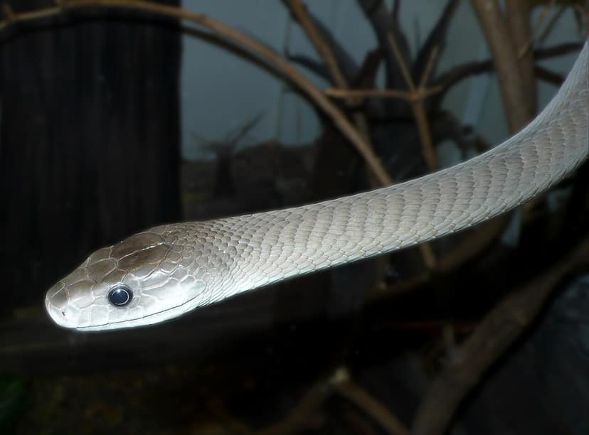 Jugador de fútbol americano de secundaria encuentra una serpiente venenosa en su casco