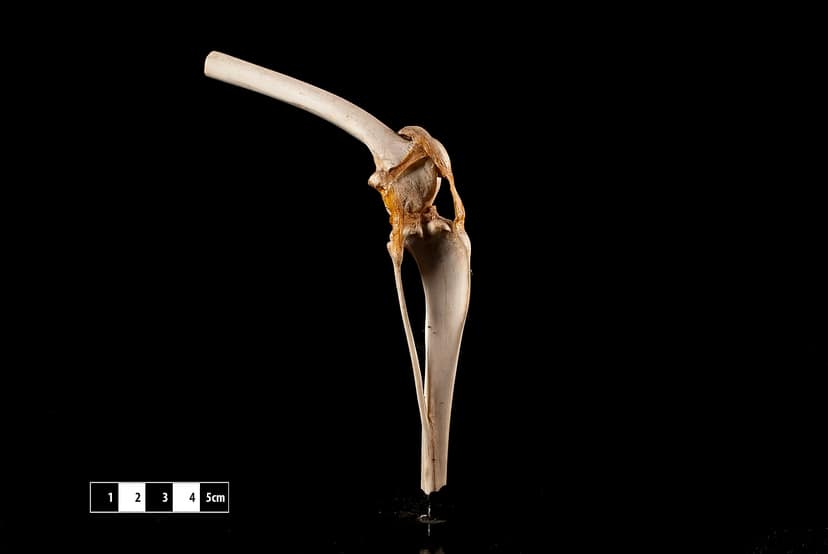 Kniegelenk des Abts 70 Jahre nach Entnahme aus 13. Jahrhundert Grab zurückgegeben