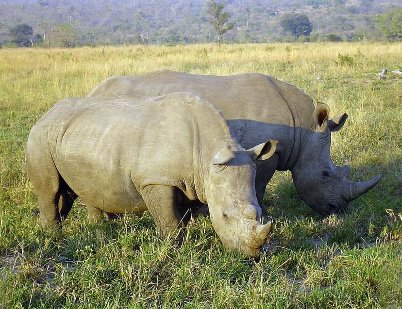 Südafrika reagiert auf fremdenfeindliche Krawalle